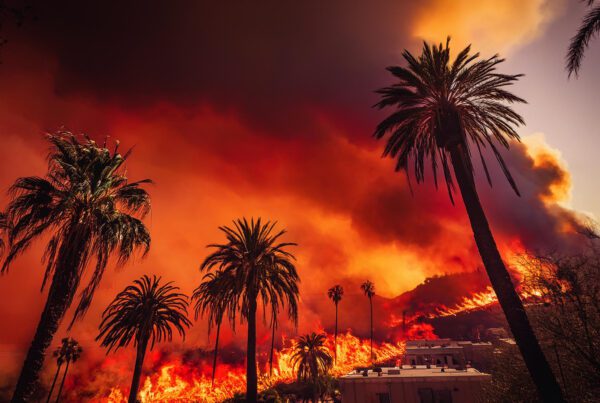 A fire blazes in the hills, surrounded by palm trees, illustrating the destructive impact of arson in California